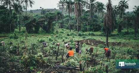 Hunger Is Getting Worse. After Visiting AFRICA, I’m Reminded How Solving Hunger Means Empowering WOMEN | CIHEAM Press Review | Scoop.it