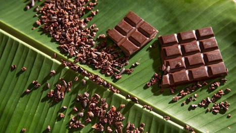 Belize is the World's True Cradle of Chocolate | Cayo Scoop!  The Ecology of Cayo Culture | Scoop.it