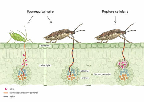 [Illustrations Scientifiques et Didactiques] Affiches, brochures, résumés graphiques (conférences), posters scientifiques, présentations de thèses, documents techniques, schémas, panneaux pédagogiques | Insect Archive | Scoop.it