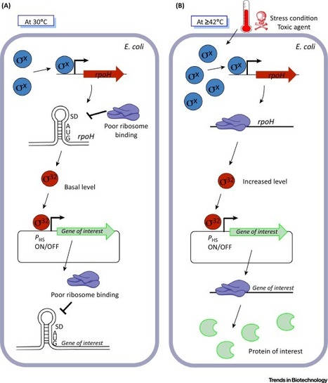Potential Applications of the Escherichia coli Heat Shock Response in Synthetic Biology | RMH | Scoop.it