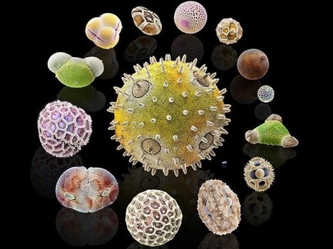 Ils sont méchants mais qu'est ce qu'ils sont beaux!  Pollens: les ennemis des allergiques au microscope | Merveilles - Marvels | Scoop.it