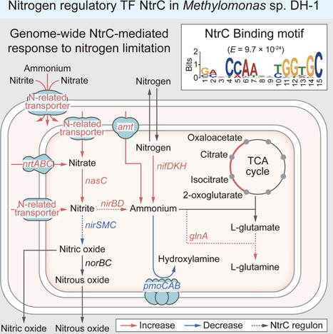 Genome-wide regulon of NtrC reveals genetic regulation under nitrogen limitation in Methylomonas sp. DH-1 | iSci | RMH | Scoop.it