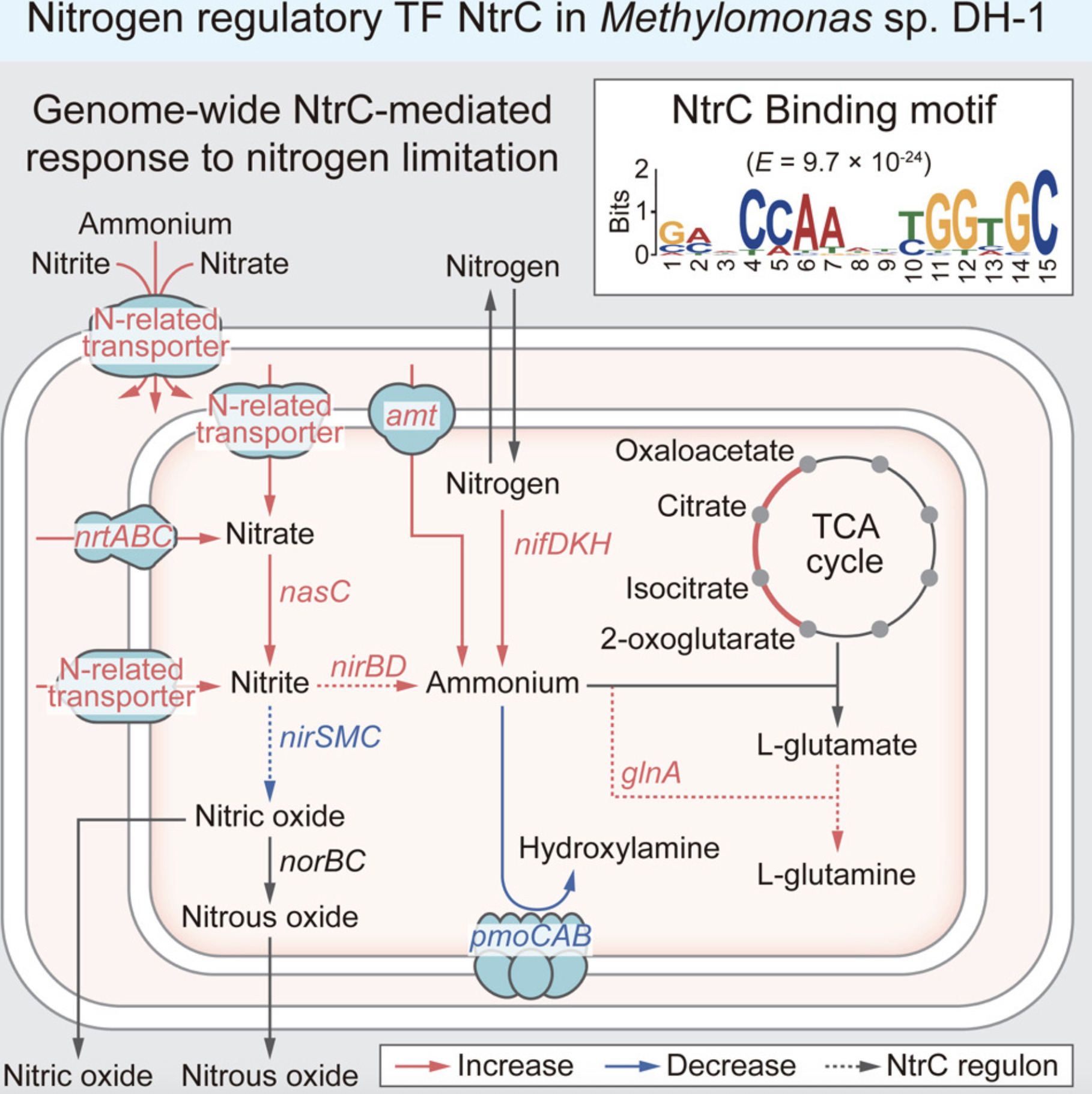 Genome-wide regulon of NtrC reveals genetic reg...