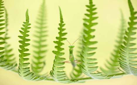 Les plus belles photos nature du concours BigPicture Natural World | Variétés entomologiques | Scoop.it