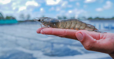 Shedding light on EUROPEAN shrimp demand | CIHEAM Press Review | Scoop.it