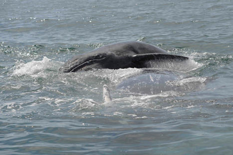 Avec un projet d&rsquo;interdiction, bient&ocirc;t la fin de la chasse &agrave; la baleine en Islande ? | Revue de presse C&eacute;tac&eacute;s | Scoop.it