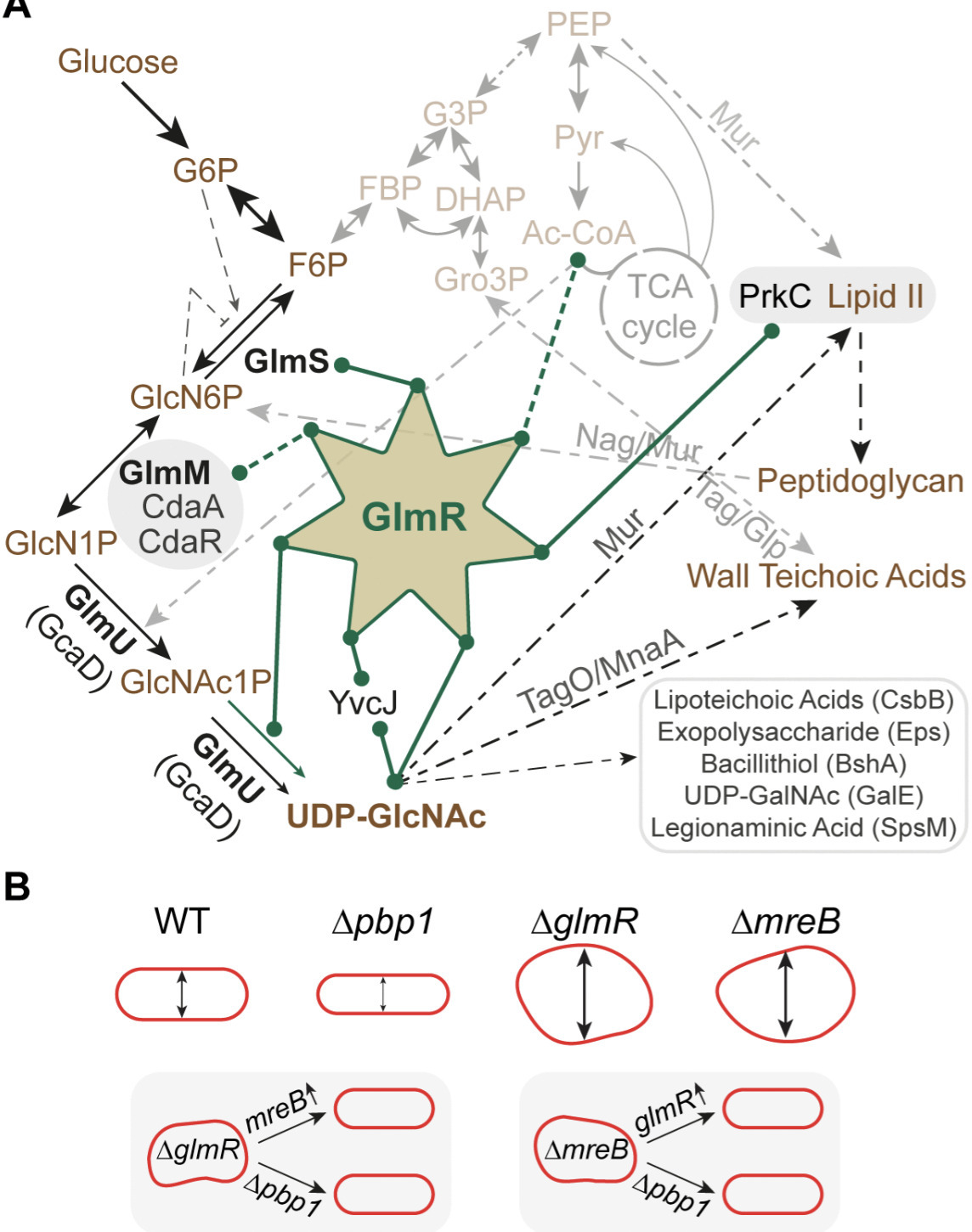 Post-translational modifications of GlmR integr...