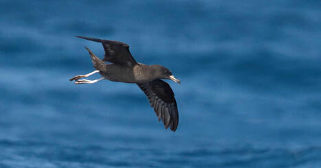 Un oiseau retrouv&eacute; avec pr&egrave;s de 900 morceaux de plastique dans l&rsquo;estomac, un record inqui&eacute;tant - Geo | Biodiversit&eacute; : les chiffres-cl&eacute;s | Scoop.it