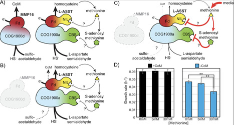 Methanogenesis marker 16 metalloprotein is the primary coenzyme M synthase in Methanosarcina acetivorans | PLOㄴ | RMH | Scoop.it