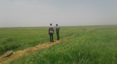 Autosuffisance en riz au Sénégal : belles annonces, réalité paysanne ardue | Questions de développement ... | Scoop.it