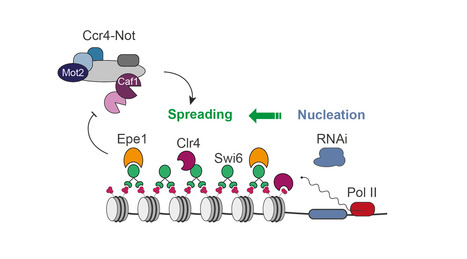 The Ccr4-Not complex is a major regulator of gene silencing and heterochromatin spreading | I2BC Paris-Saclay | Scoop.it