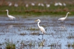 La restauration des zones humides ne permet pas le retour &agrave; leur &eacute;tat original | Plan&egrave;te, Nature et Biodiversit&eacute; | Scoop.it