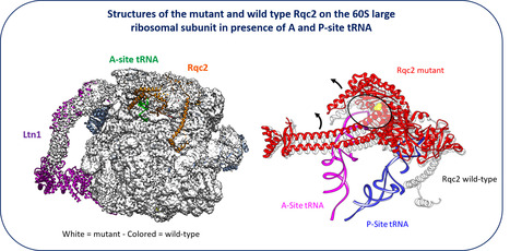 New facet of the Rqc2 protein part of a ribosome rescue pathway in Saccharomyces cerevisiae | I2BC Paris-Saclay | Scoop.it