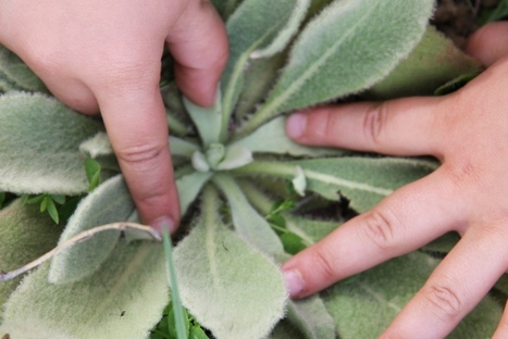 25 plantes médicinales à connaître | La Sagesse de la Nature | Scoop.it