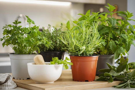 9 Healing Plants You Should Have In Your Home, According To Experts  | Online Marketing Tools | Scoop.it