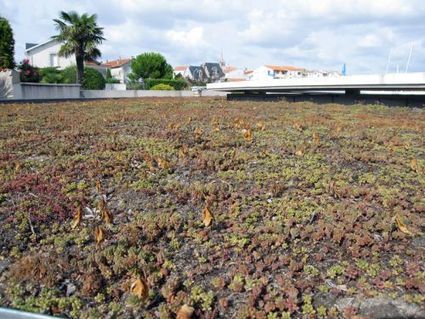Toiture végétale : un atout écologique pour les constructions durables | Build Green, pour un habitat écologique | Scoop.it