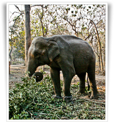 Cheapest Corbett Wildlife Tour Packages India | Indian tour and Travel | Scoop.it
