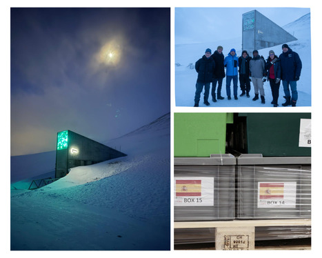 Svalbard ya tiene semillas de olivo | OLIVE NEWS | Scoop.it