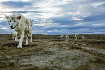 Seul avec les loups - Sur la piste du loup | Loup | Scoop.it