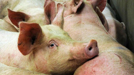La Fédération nationale porcine espère un allègement réglementaire avec la loi Duplomb | Actualité Bétail | Scoop.it