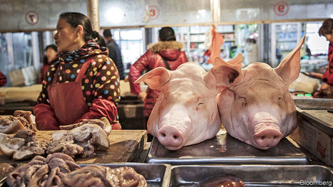 African swine flu is causing alarm in China&mdash;and beyond - Pig trouble | Virology News | Scoop.it