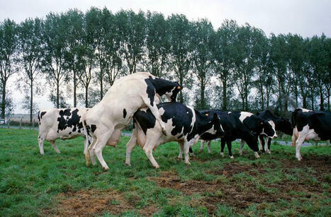 Reproduction des vaches laitières : que révèlent les chaleurs discrètes ? | SCIENCES DE L' ANIMAL | Scoop.it