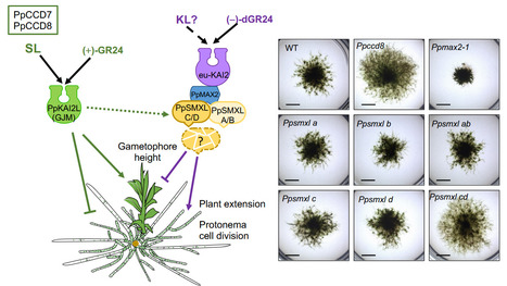 Les protéines SMXL répriment la croissance des mousses par une voie de signalisation ancestrale, conservée chez les plantes terrestres, mais dont le signal reste à découvrir | Life Sciences Université Paris-Saclay | Scoop.it