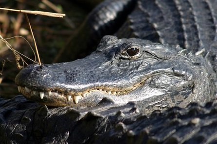 Dentists Study Alligators To Figure Out How Humans Could Regrow Teeth | Science News | Scoop.it