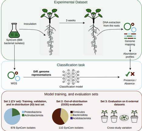 Beyond the annotated: protein foundation models enable robust prediction of microbial root competence | brveco | RMH | Scoop.it