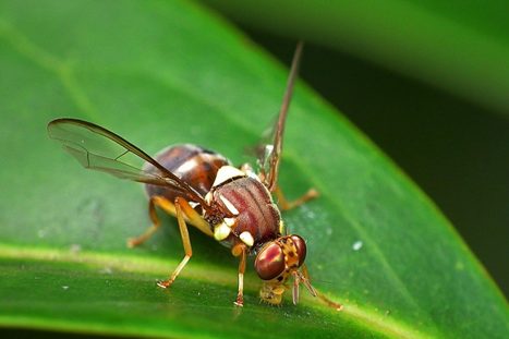 Les mouches Tephritidae reconnaissent leurs prédateurs avec l'odorat puis adaptent leur comportement de fuite | EntomoNews | Scoop.it