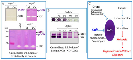 Inhibition de la famille de Xanthines Oxydoréductases par le Cuivre et le Cadmium | Life Sciences Université Paris-Saclay | Scoop.it
