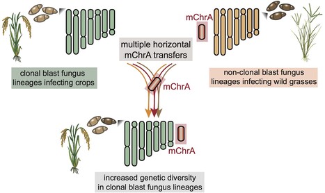 Molecular Biology and Evolution: Multiple Horizontal Mini-chromosome Transfers Drive Genome Evolution of Clonal Blast Fungus Lineages (2024) | Publications | Scoop.it