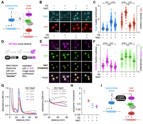 Physiological architecture and evolutionary origins of cellular adaptability | brvsys | RMH | Scoop.it