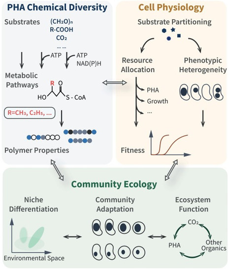 Hidden carbon: uncovering the diversity and function of polyhydroxyalkanoates | tin | RMH | Scoop.it