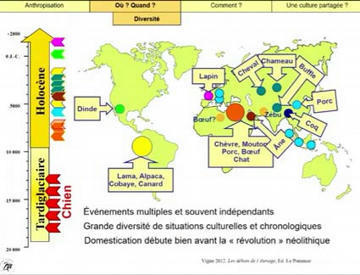 Scénarios et conditions des premières domestications, Jean-Denis VIGNE - Fabrique de sens | Insect Archive | Scoop.it