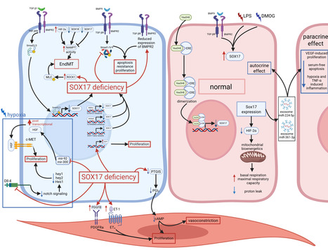 SOX17 dans l’hypertension artérielle pulmonaire, du développement au phénotype clinique | Life Sciences Université Paris-Saclay | Scoop.it