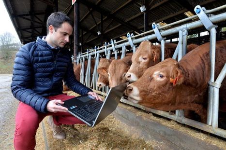 On saura tout de la santé des vaches limousines | Actualités de l'élevage | Scoop.it