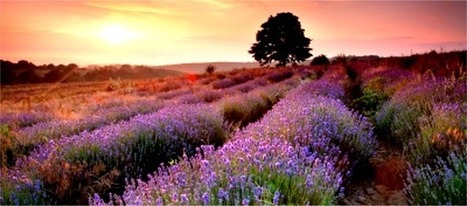 Lavender Is Effective Against Drug Resistant Staph Infection, MRSA | Health Supreme | Scoop.it