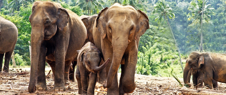 Écovolontariat, comment aider les éléphants peut être une leçon business | SoShake | Scoop.it
