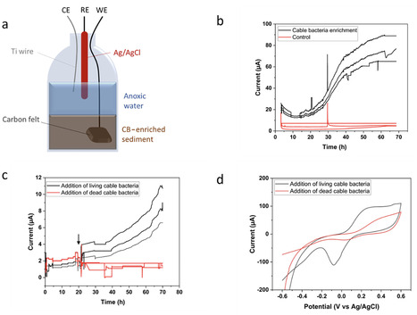 Interaction of living cable bacteria with carbon electrodes in bioelectrochemical systems | aem | RMH | Scoop.it