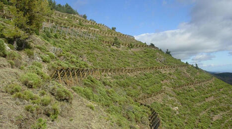 ALGÉRIE : Restauration des terres de montagne (RTM) : Le challenge d’un développement bien négocié | CIHEAM Press Review | Scoop.it