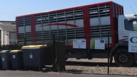 Ils avaient volé 44 agneaux à la Caveb, à Châtillon-sur-Thouet : huit mois de prison ferme | Actualité Bétail | Scoop.it