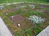 [végétalisation] Etudes sur les plantes adaptées aux conditions limitantes en eau | Build Green, pour un habitat écologique | Scoop.it
