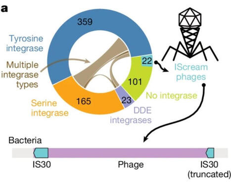 Gut Phageome: A New Frontier for Clinicians A new Nature study using long-read metagenomics reveals that the human gut microbiome is far more dynamic than we thought https://lnkd.in/dnVnetzX Mos... | Mucosal Immunity | Scoop.it