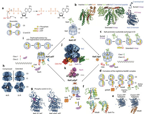Prokaryotic Circadian Systems: Cyanobacteria and Beyond | AnR | RMH | Scoop.it