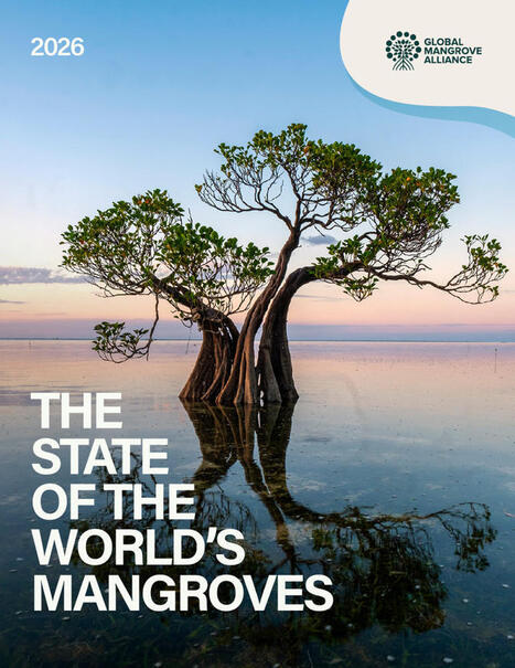 The state of the world's mangroves 2026 | &Eacute;cosyst&egrave;mes Tropicaux | Scoop.it