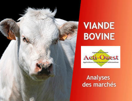 Bovins viande – La tendance baissière se confirme en laitières | Actualité Bétail | Scoop.it