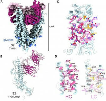Mount Sinai Researchers Discover Humans Exposed to SARS-CoV-2 Elicit Antibody Called M15 That Binds to Previously Unknown Target on Spike Protein | Newswise | Virology News | Scoop.it