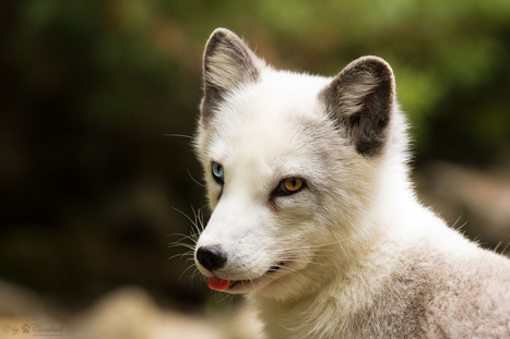 Susi Canis lupus | 1Uutiset - Lukemisen tähden | Scoop.it