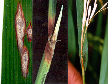 Biofortified: Next-generation disease resistance breeding - Crop plants with DNA deletions are not GMOs (2012) | Publications | Scoop.it